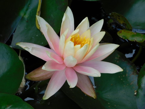 双色球彩票中奖号码展示