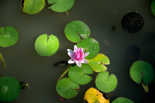 双色球独胆的魅力