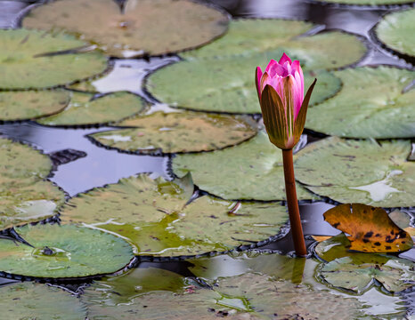 双色球独胆官方彩票
